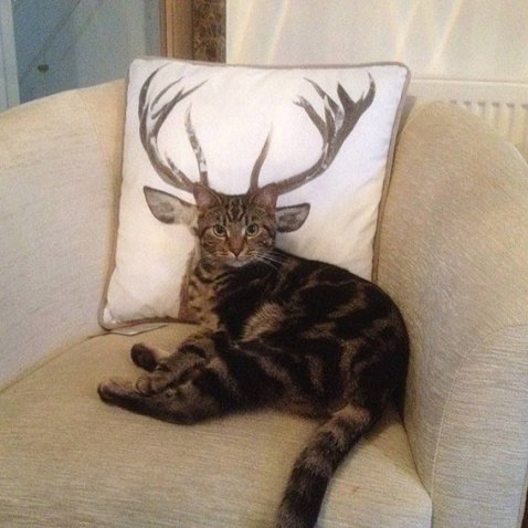 Klara-Name ehemals ZzZzZz