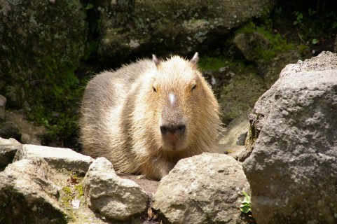 ハーパーコリンズ・ジャパン 営業部