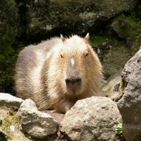 ハーパーコリンズ・ジャパン 営業部