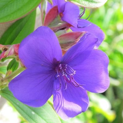 Frank Dierickx 🔻 🇵🇸