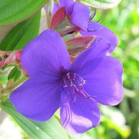 Frank Dierickx 🔻 🇵🇸